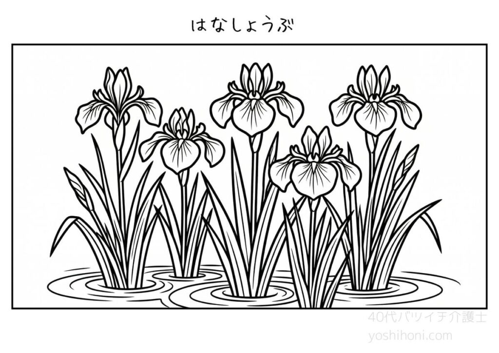 高齢者向け初夏の塗り絵「花菖蒲」のサンプル画像。太線でシンプルな白黒の線画。